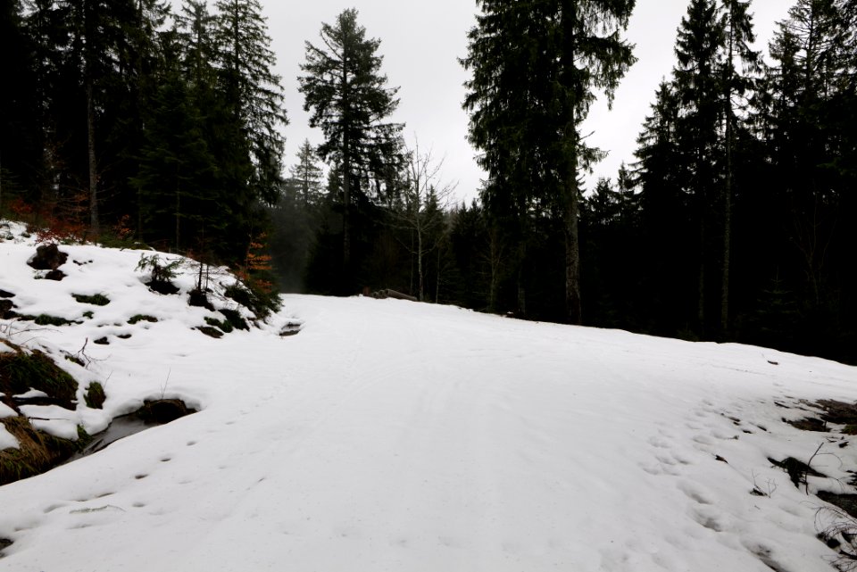Track in the Black Forest at north of Obertal Baiersbronn 2020-03-11 12