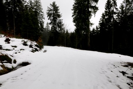 Track in the Black Forest at north of Obertal Baiersbronn 2020-03-11 12