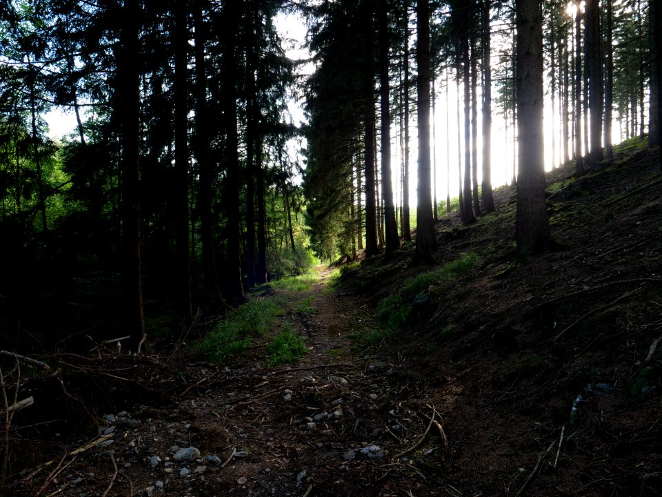 Track in the Osthertogenwald 19