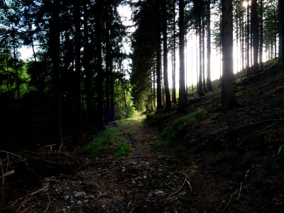 Track in the Osthertogenwald 19