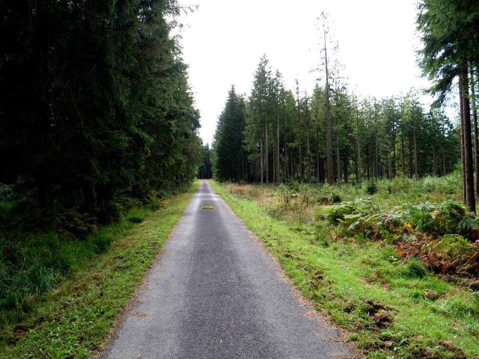 Track in the Osthertogenwald 13