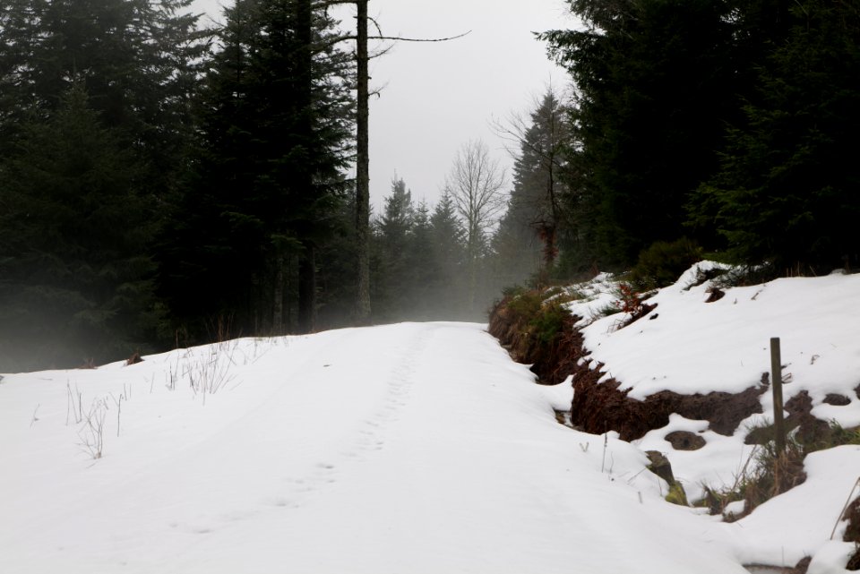 Track in the Black Forest at north of Obertal Baiersbronn 2020-03-11 10