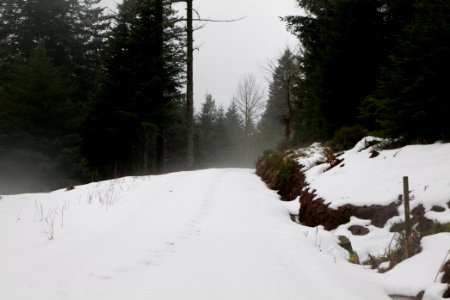 Track in the Black Forest at north of Obertal Baiersbronn 2020-03-11 10