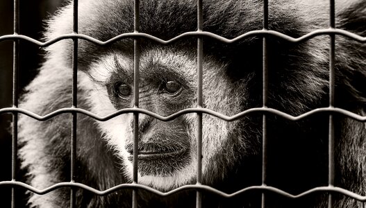 Imprisoned prison zoo