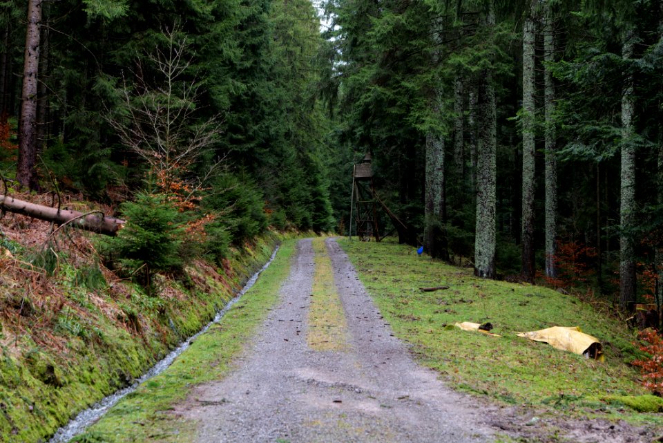 Track in the Black Forest at north of Obertal Baiersbronn 2020-03-11 04