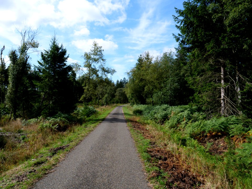 Track in the Osthertogenwald 16