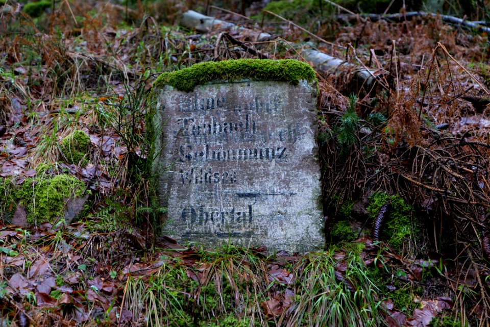 Track in the Black Forest at north of Obertal Baiersbronn 2020-03-11 09