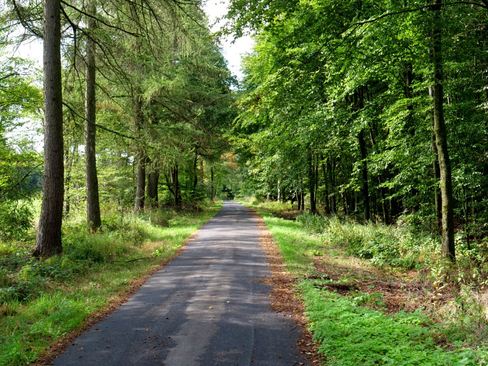 Track in the Osthertogenwald 17
