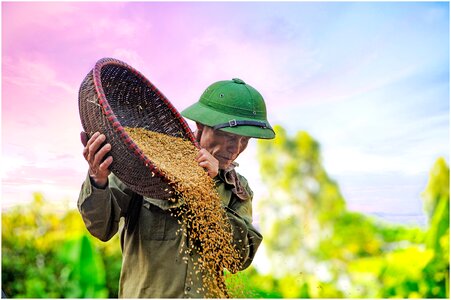 Grain drying d rice farmer
