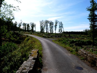 Track in the Osthertogenwald 22