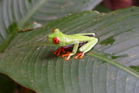Amphibian tropical macro