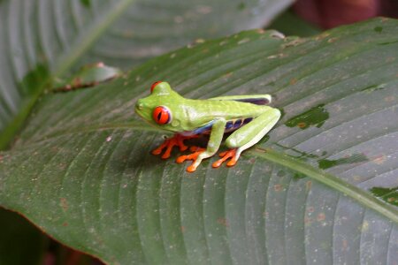 Amphibian tropical macro photo