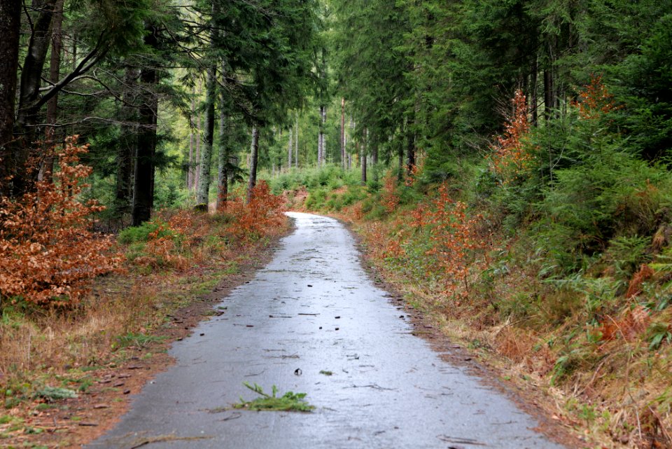 Track in the Black Forest at north of Obertal Baiersbronn 2020-03-11 01