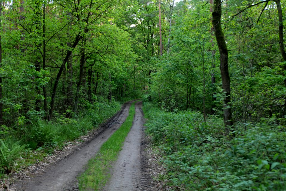 Track in Temmen-Ringenwalde 2021-05-29 08
