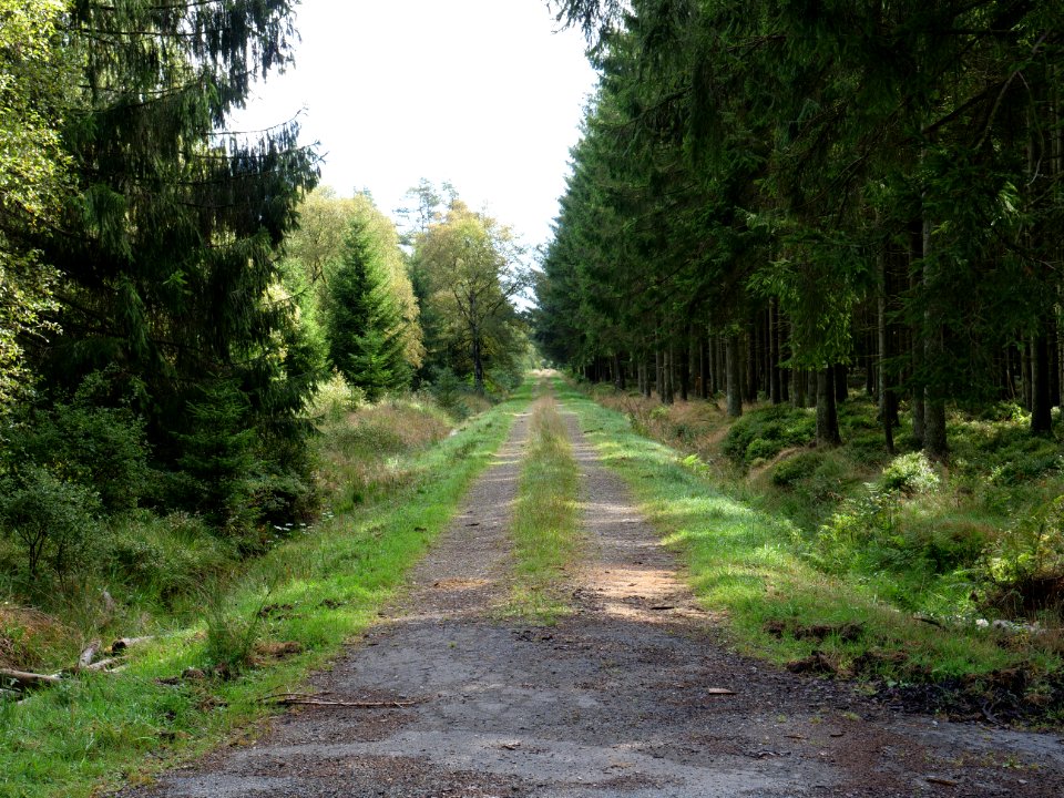 Track in the Osthertogenwald 11