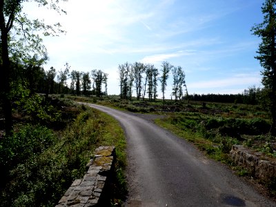 Track in the Osthertogenwald 23
