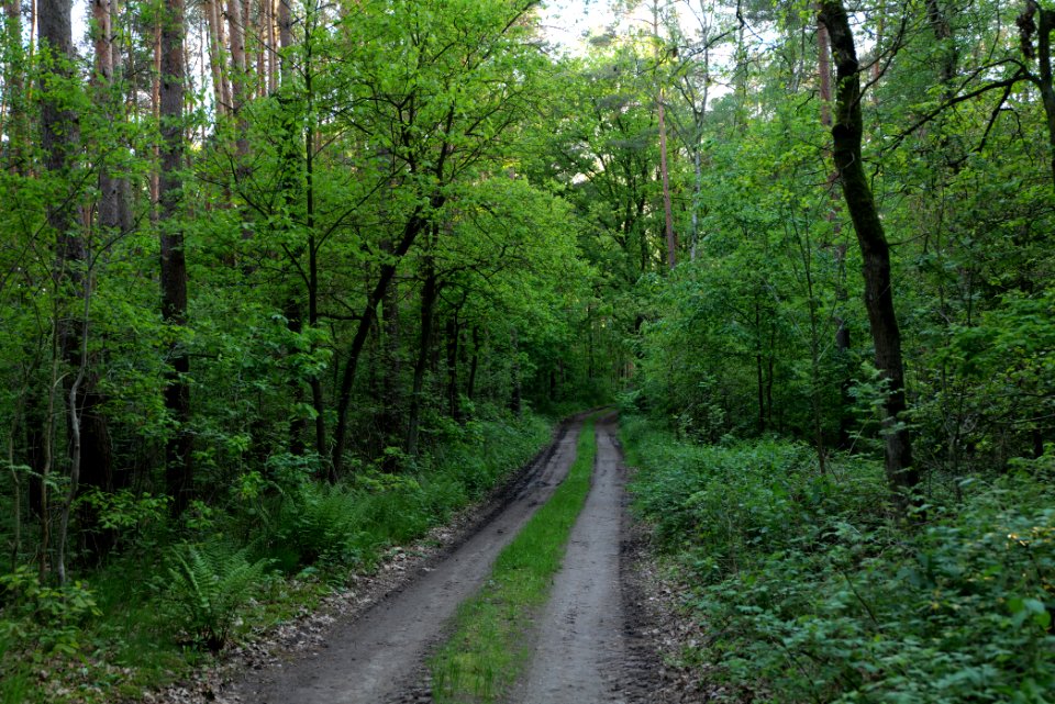 Track in Temmen-Ringenwalde 2021-05-29 05
