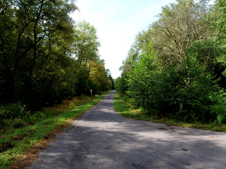 Track in the Osthertogenwald 15