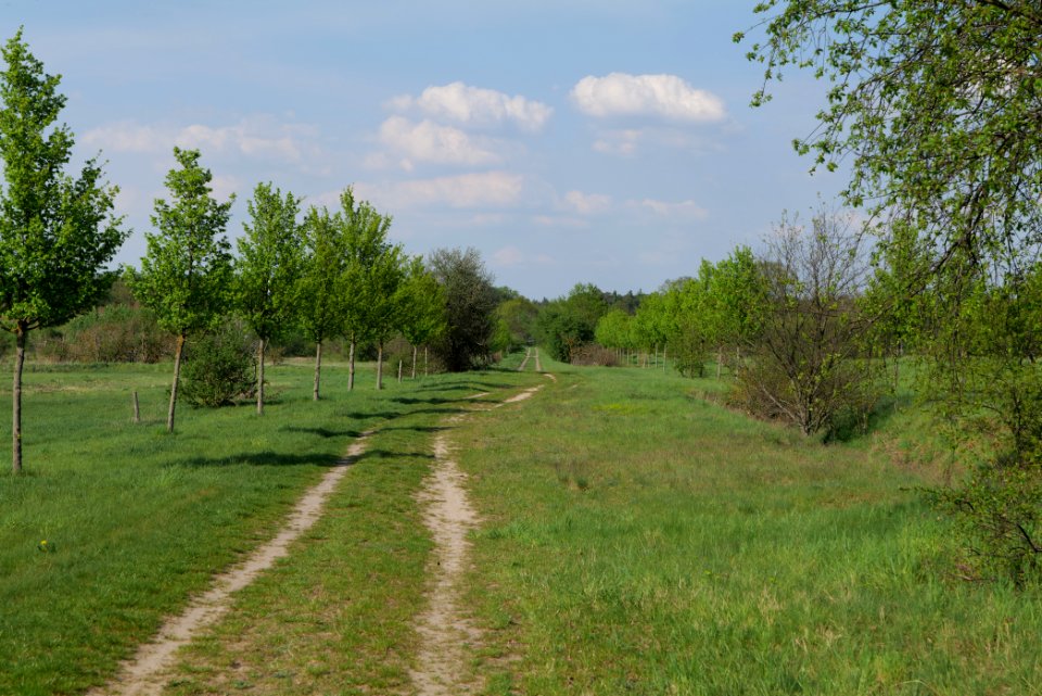 Track in Ragow 2021-05-11 07