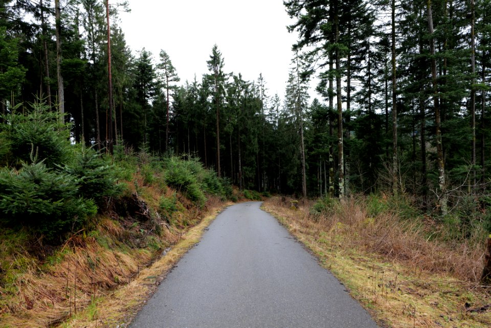Track in the Black Forest at north of Obertal Baiersbronn 2020-03-11 02