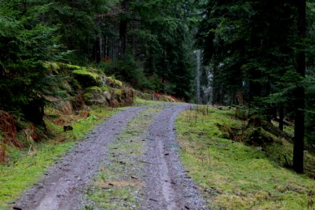 Track in the Black Forest at north of Obertal Baiersbronn 2020-03-11 06