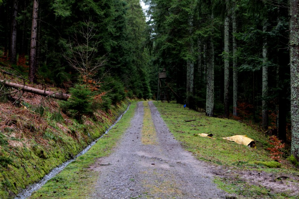 Track in the Black Forest at north of Obertal Baiersbronn 2020-03-11 03