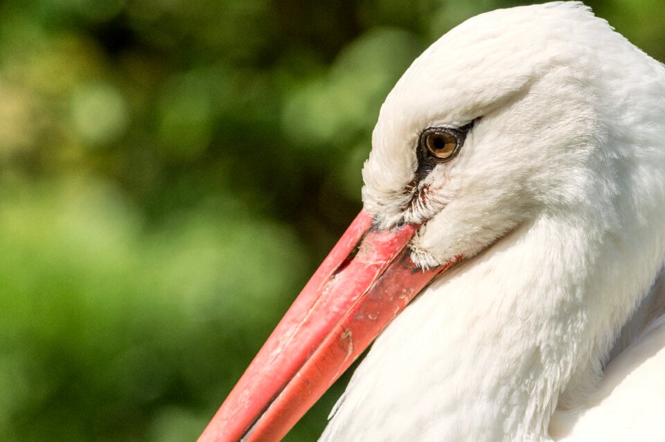 Nature stork feather