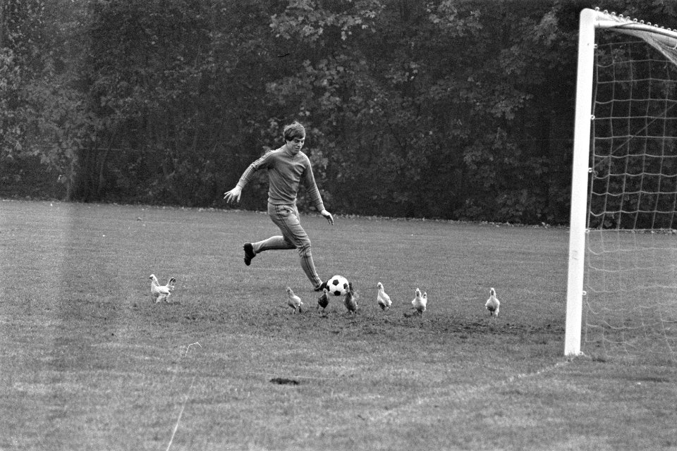 Training Nederlands elftal in Zeist, Dusbaba tussen kippen, Bestanddeelnr 929-4072