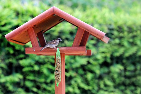 Animals feed feeding