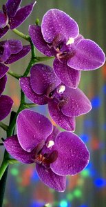 Flowers orchid beautiful photo