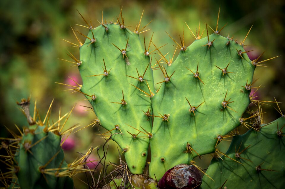 Prickly pear green close up