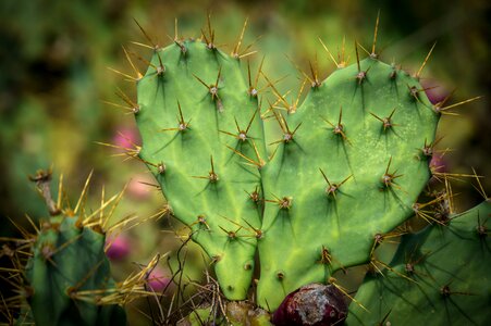 Prickly pear green close up