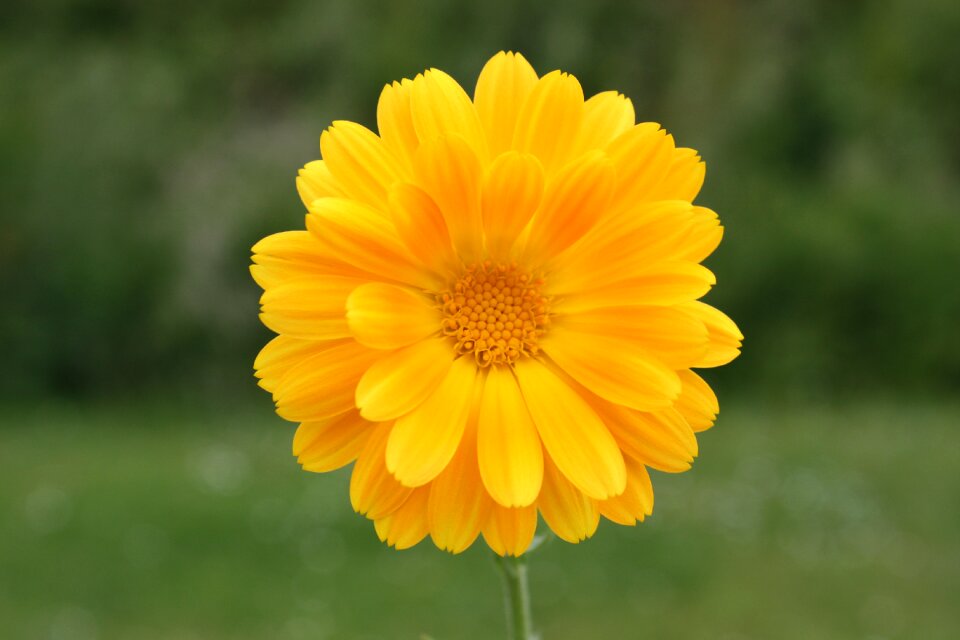 Nature colorful yellow flowers