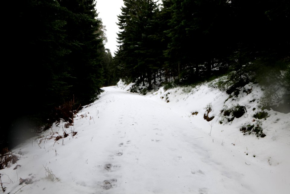 Track from Herrenwieser Sattel to Badener Höhe with snow 2020-03-10 02