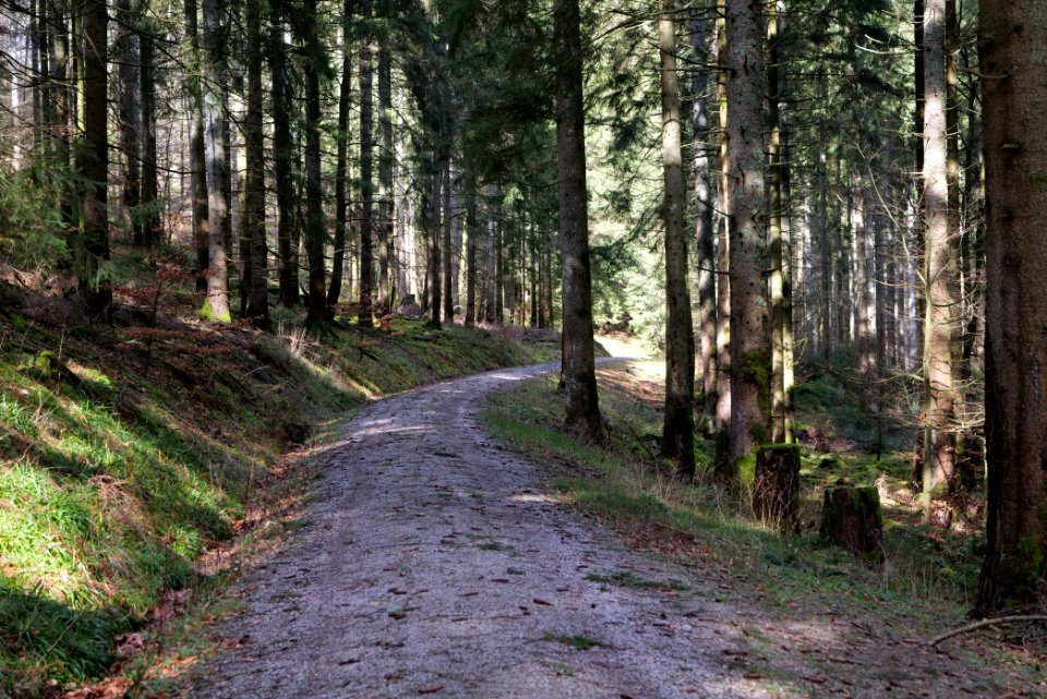 Track from Grimbachhütte to Grimbach Waterfall 2020-03-13