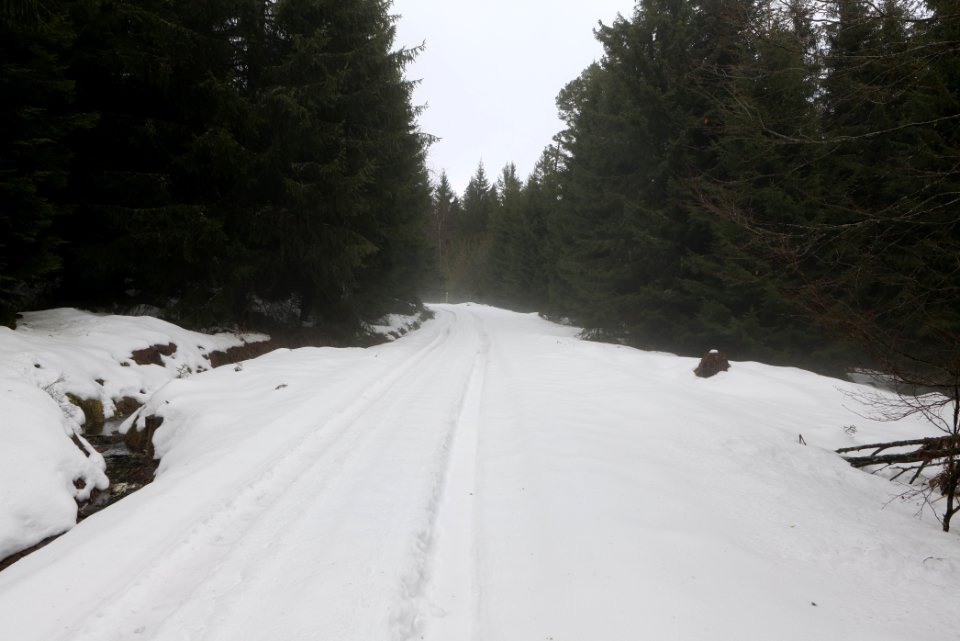 Track in Black Forest National Park Baiersbronn 2020-03-11 15