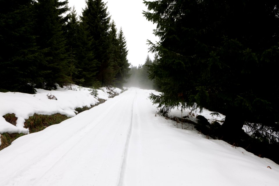 Track in Black Forest National Park Baiersbronn 2020-03-11 14
