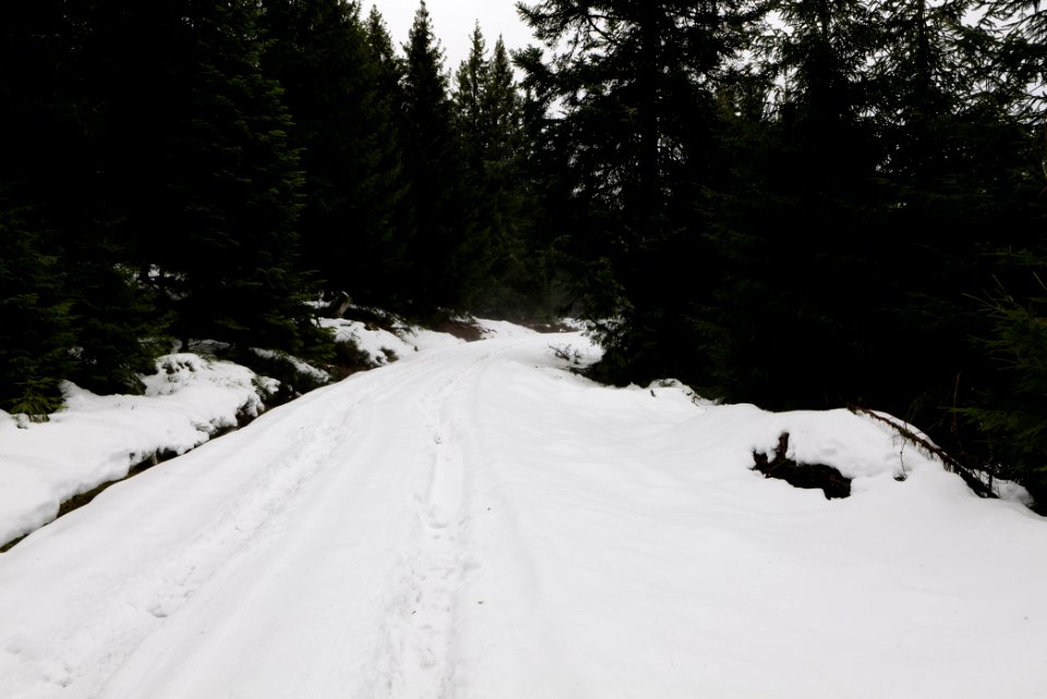 Track in Black Forest National Park Baiersbronn 2020-03-11 10