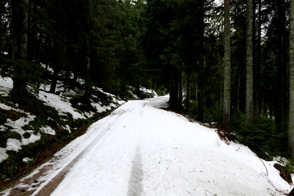 Track in Black Forest National Park Baiersbronn 2020-03-11 06