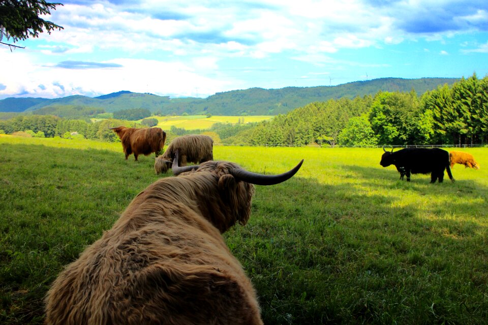 Scotland black forest horns