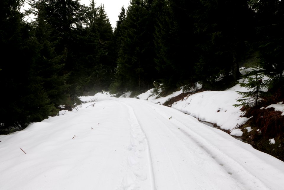 Track in Black Forest National Park Baiersbronn 2020-03-11 13