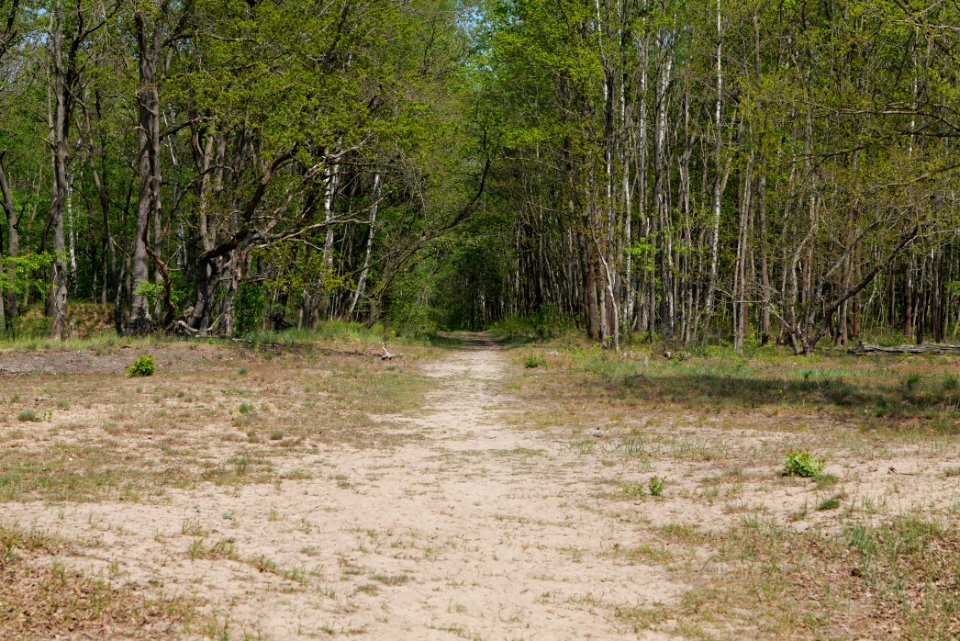 Track in Döberitzer Heide 2020-05-08 08