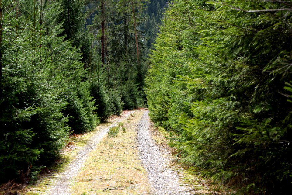 Track in Black Forest National Park Baiersbronn 2020-03-11 63