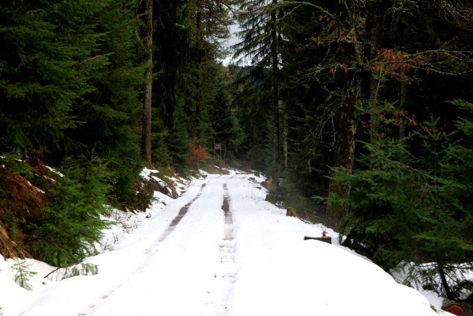 Track in Black Forest National Park Baiersbronn 2020-03-11 40