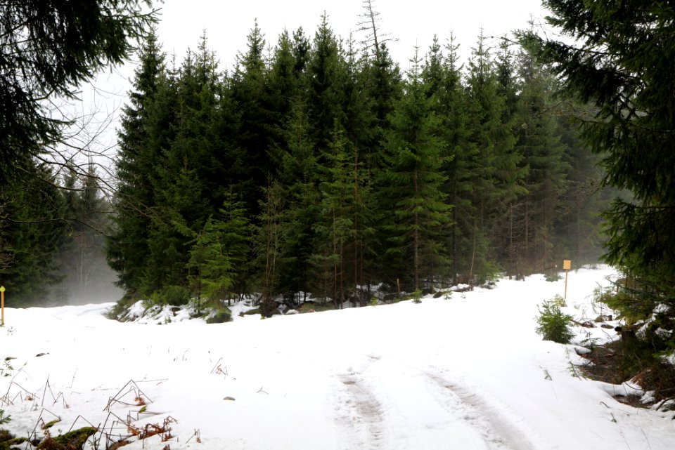 Track in Black Forest National Park Baiersbronn 2020-03-11 23