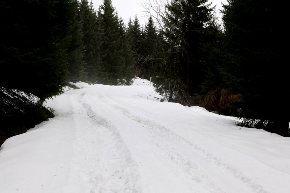 Track in Black Forest National Park Baiersbronn 2020-03-11 26