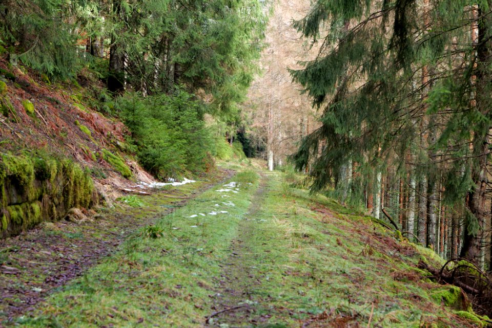 Track in Black Forest National Park Baiersbronn 2020-03-11 72
