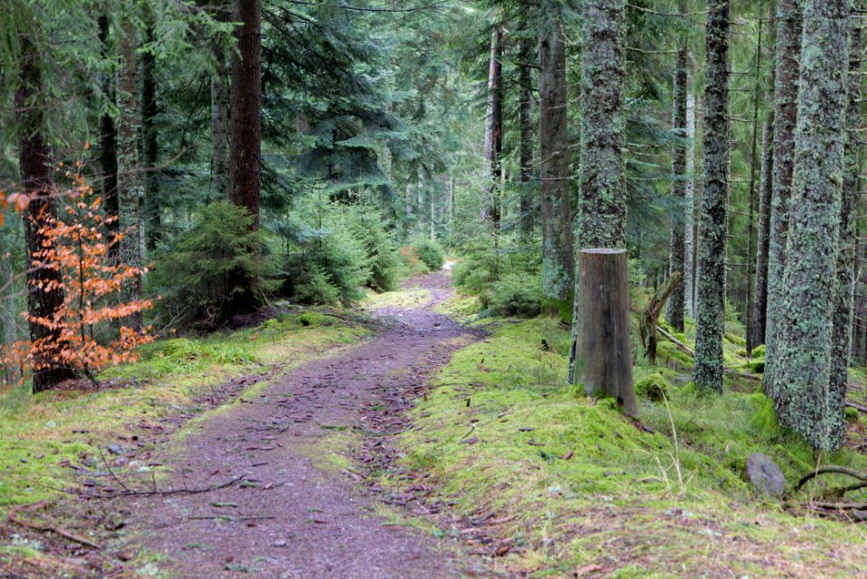Track in Black Forest National Park Baiersbronn 2020-03-11 73