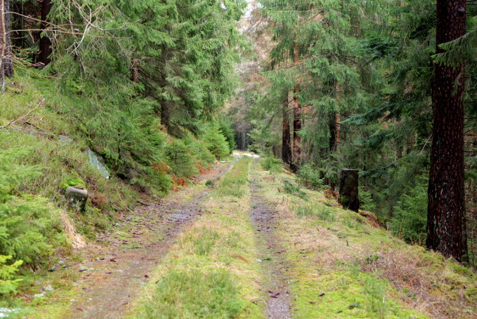 Track in Black Forest National Park Baiersbronn 2020-03-11 70
