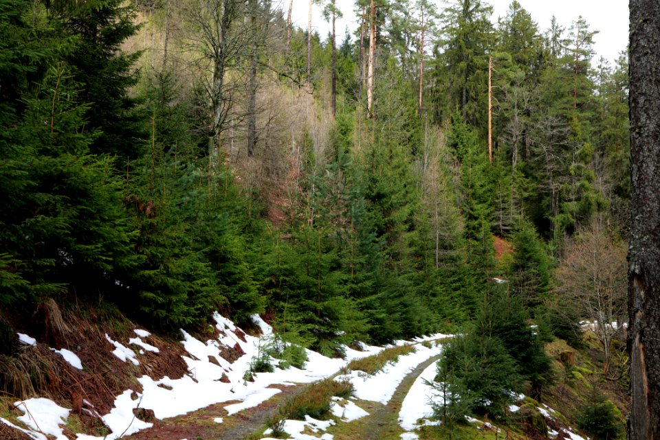 Track in Black Forest National Park Baiersbronn 2020-03-11 69